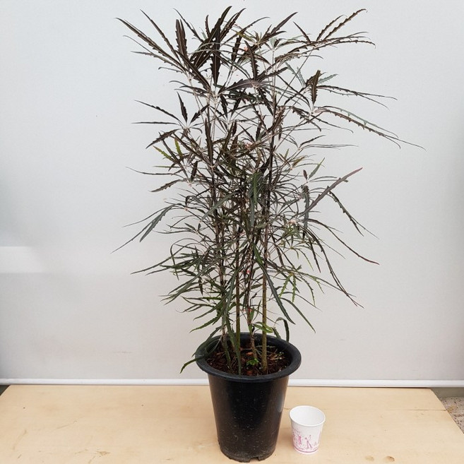 [용이네 화원] 하늘하늘 잎이 이국적인 아랄리아 299 농원