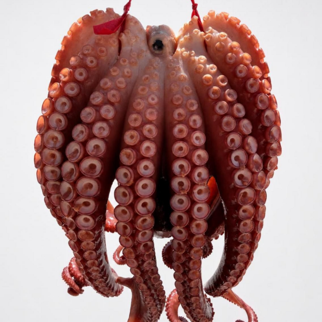 6위 - 포항 피문어 참문어 자숙 문어 숙회 통문어 돌문어 시세, 1개, 1.2kg