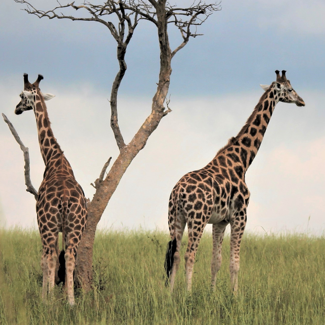 다이나젯 초강력 고압세척기 분사기 세차기 가정용 휴대용 세척건 자동차 미니 하수구, 화이트, 다이나젯 프로