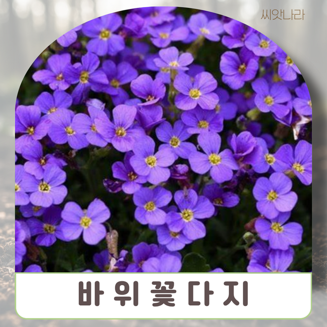 바위꽃다지 혼합색 씨앗 15립 나라 꽃씨 희귀 야생화 pur+24937Kr