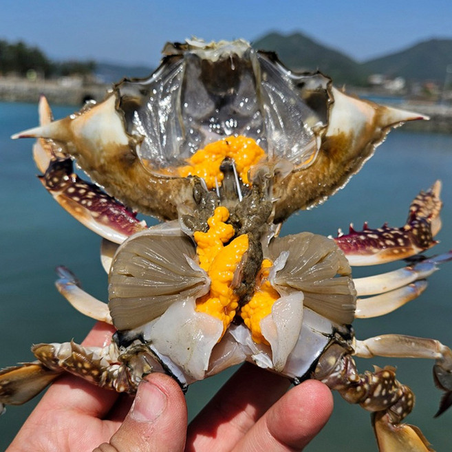 [당일조업] 국내산 알배기 암꽃게 생물, 1박스, 1kg (4-6마리)