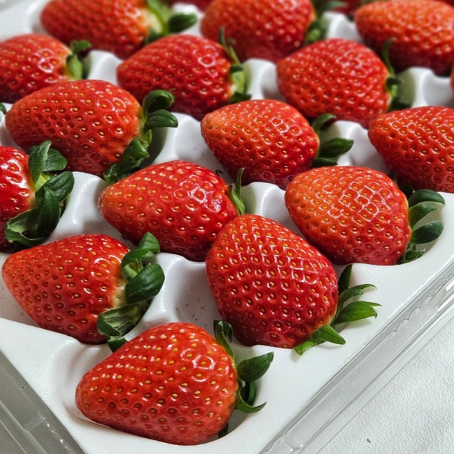 [강남맘강추] 프리미엄 왕딸기 설향 딸기 보냉팩 포함 생기마루, 1박스, 350g 특품