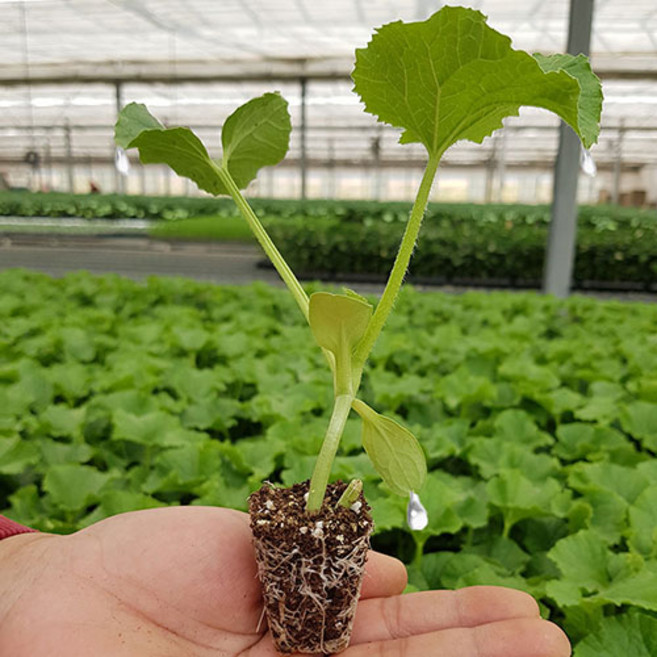 푸드꾸미 메론모종 옥상 주말농장 텃밭 재배 가정원예용 베란다 모종비, 1개, 40주