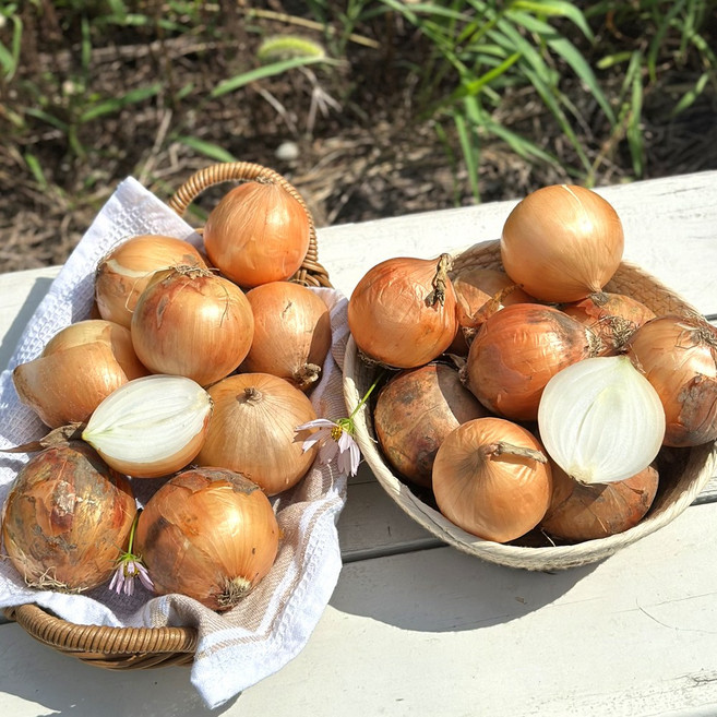 산지직송 국내산 햇양파 단단하고 신선한 양파, 1박스, 양파 상 10kg