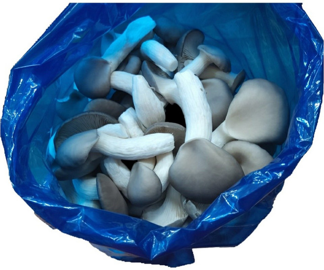 (농장직배송) 느타리버섯, 7번상품 : 2kg(중), 1박스