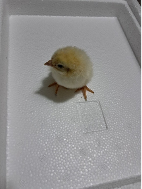 먹이용 냉동쥐 뱀먹이 냉동 병아리 50마리, 30g, 50개