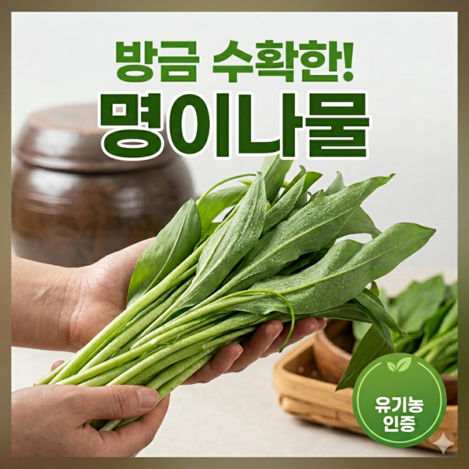 강원도 국내산 유기농 대명이나물 산마늘 생명이 장아찌, 1개, 2kg