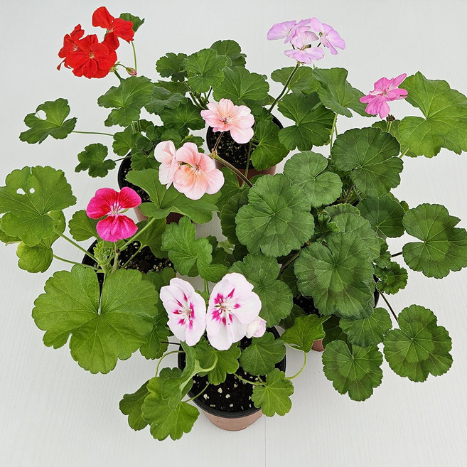 아비가든 제라늄 소품 1+1 받침포함 사계절꽃 페라고늄, 2개, 혼합색