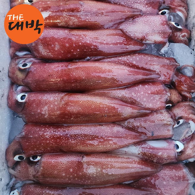 제철 국내산 한치 횟감 숙회 통찜, 1개, 급냉 한치 500g (5-8미 내외)