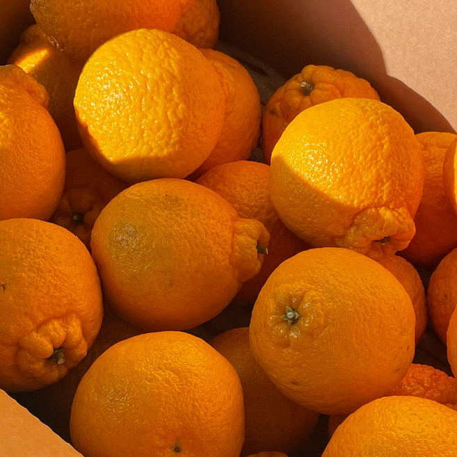 세상모든농부 고당도 제주 노지 한라봉 만감류 가정용, 1박스, 노지 한라봉 5kg 중과