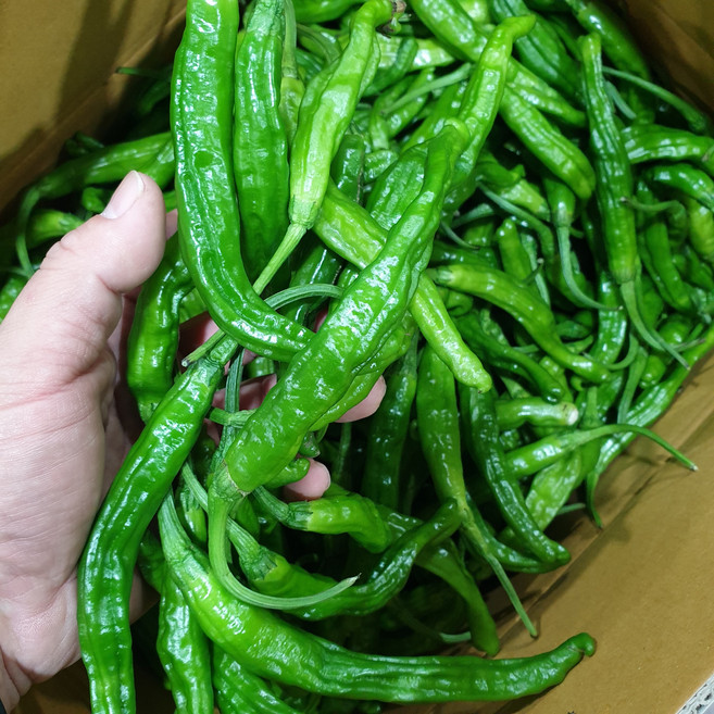 정든농산 국내산 고추 꽈리고추 못난이 특품, 꽈리고추 특품, 1박스, 1kg