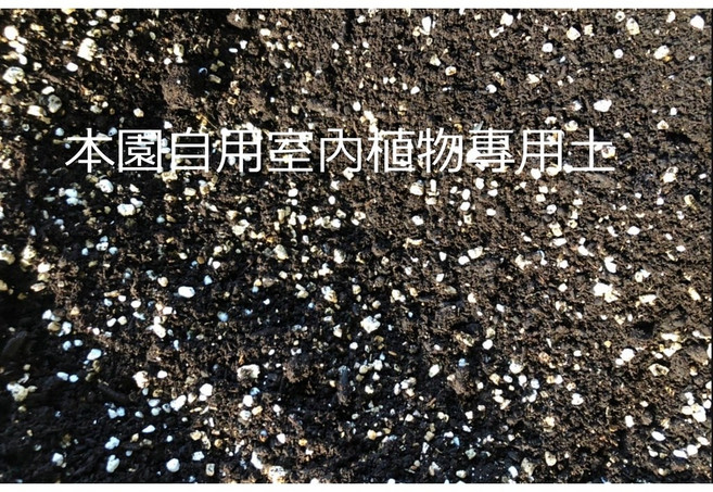 室內植物 龜背芋 6吋盆 高20-30公分, 1個, 本園室內植物專用5公升分裝包(建議加購)