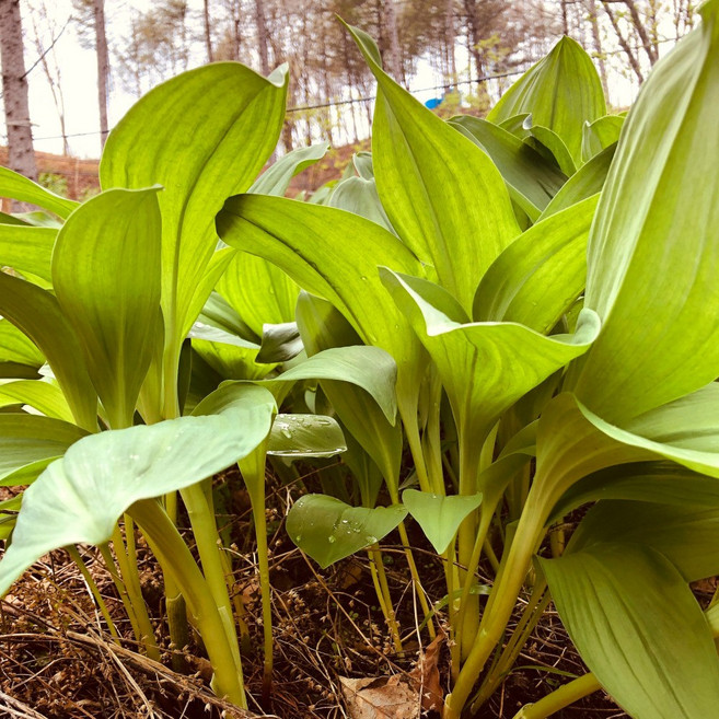 울릉도종 대 명이나물 생 산마늘 국내산 햇 대명이 특품 디아머스, 1개, 2kg