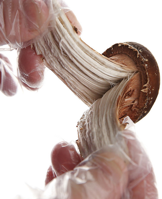 연호버섯농장 참송이버섯 무농약 친환경, 1개, 중상품 1kg