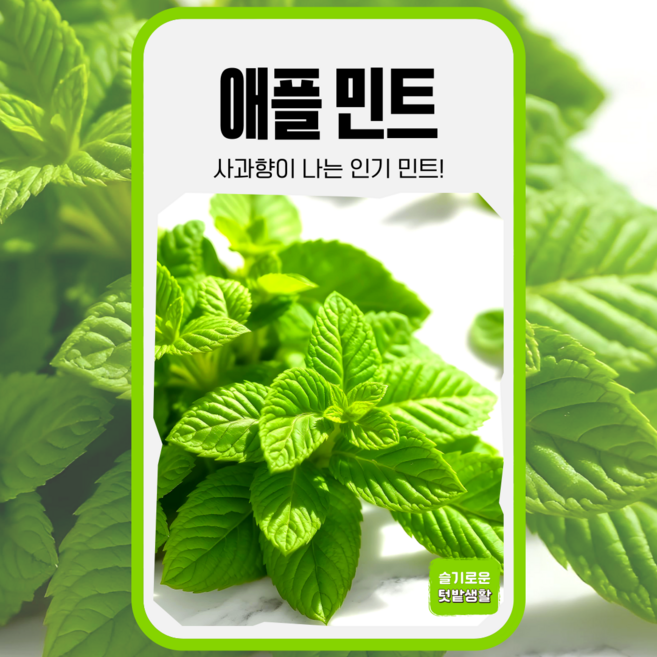 애플 민트 씨앗 30립 가람원 종자 모종 작물 텃밭 씨 주말농장 허브 사과향, 1개