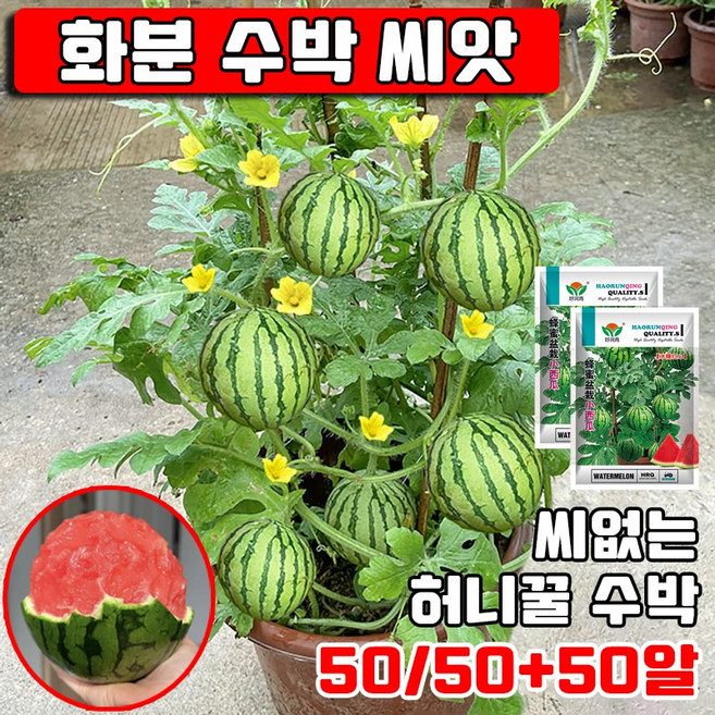 50/50+50알 화분 수박 씨앗 씨없는 수박 씨앗 허니꿀수박 씨앗 종자 베란다 정원 사은품 랜덤 증정, 50개