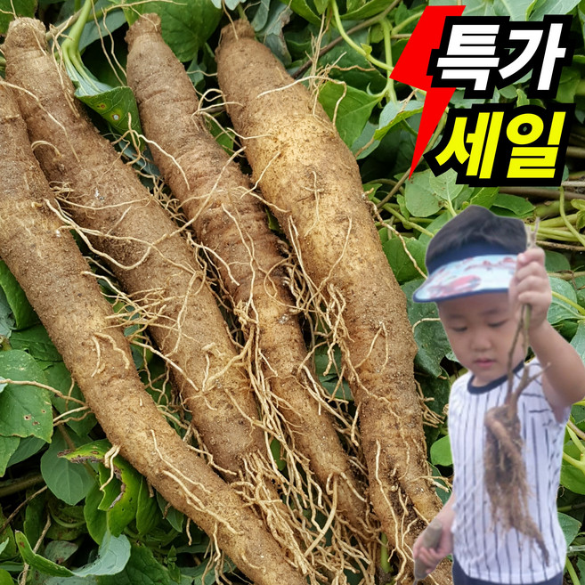 [산지직송] 횡성 더덕 프리미엄 흙더덕, 1kg (소), 1박스