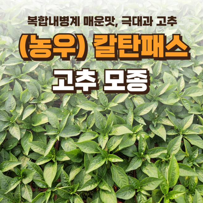 [칼탄패스 고추 모종] 정프러그 칼탄패스 고추 모종 복합내병계 매운맛 72구, 72개