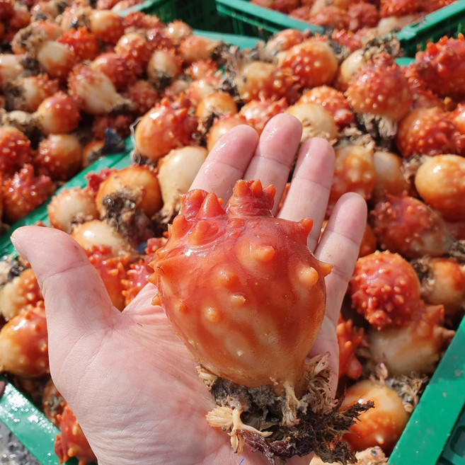 통영 바다 드림 한국 수산 깐 멍게, 1개, 깐 멍게 800g