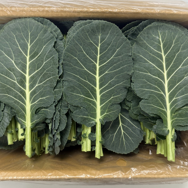 [신선보장]농진사 케일 쌈케일 국내산 특품 쌈채소, 1개, 2kg