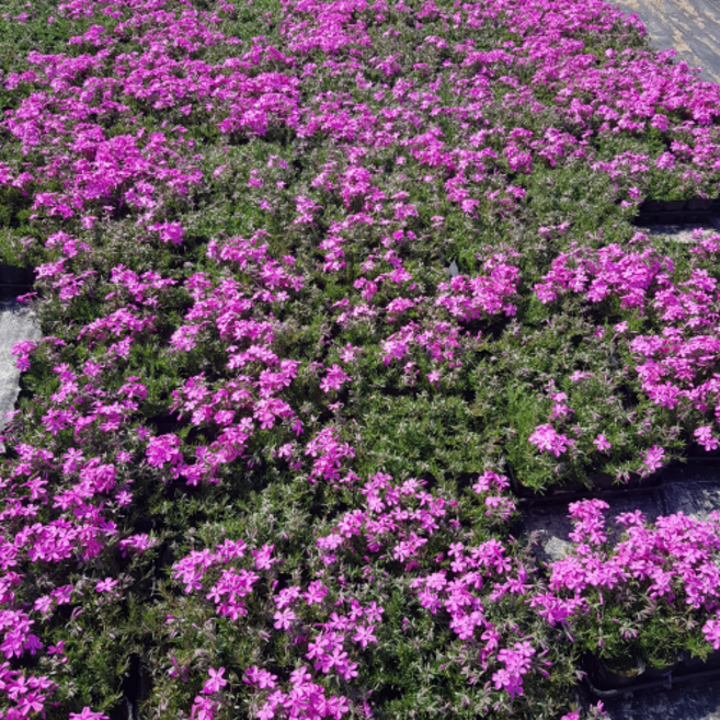 [용이네 화원] (12개 한묶음) 꽃잔듸 잔디 120 농원조경 인테리어 정원 화단천리향 만리향 금전수 야래향 자스민 라일락 장미 후리지아, 12개