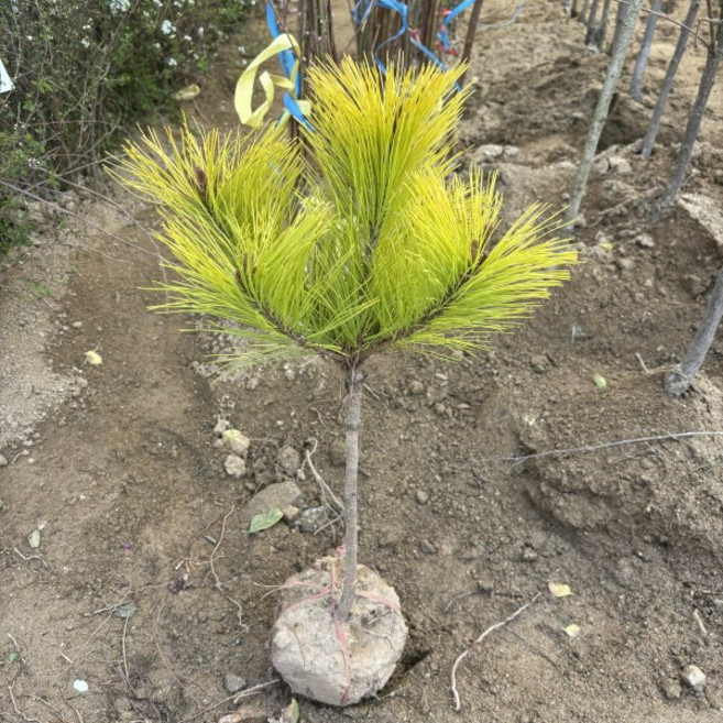 황금소나무 묘목 3년생 분묘, 1개