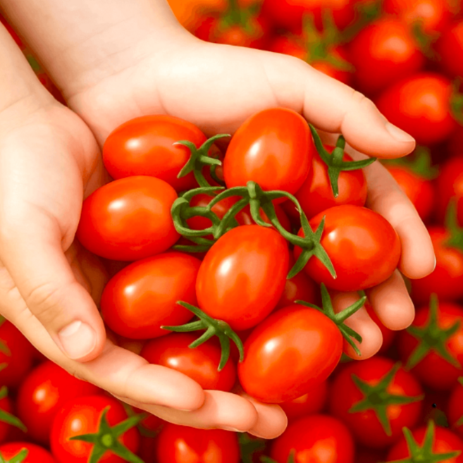 단단하고 신선한 대추 방울토마토 로얄과, 1박스, 방울토마토(2kg)