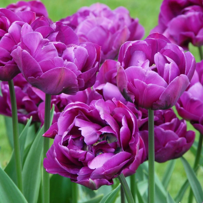 [큐가든] 튤립 구근 네크리타더블 5개 더블레이트 고급종 겹튤립 특선