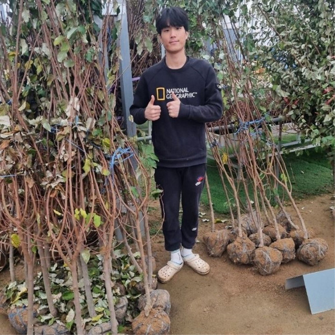 보리수나무 왕보리수나무 묘목 4년 결실주분묘 특묘, 왕보리수나무 결실주4년특