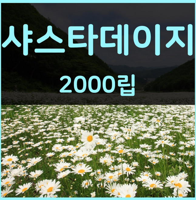 꽃씨몰 꽃씨 봄 파종 여름꽃씨 가을 노지월동 다년생 야생화 양귀비 종자 꽃씨앗, 1개