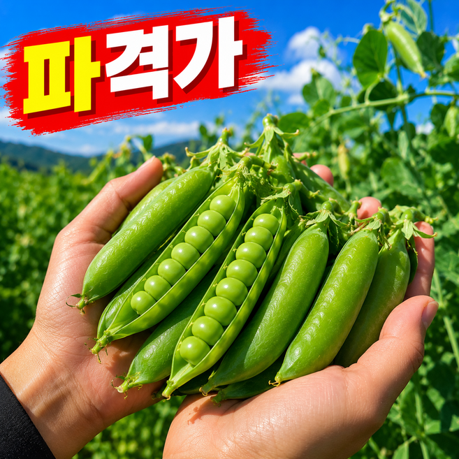 8위 - [오늘만파격초특가] 산지직송 국내산 햇 껍질완두콩, 1kg, 1박스
