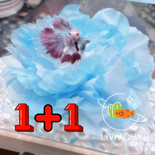 베타 꽃 침대 1+1 은신처 베타 어항꾸미기, 스카이블루, 핑크