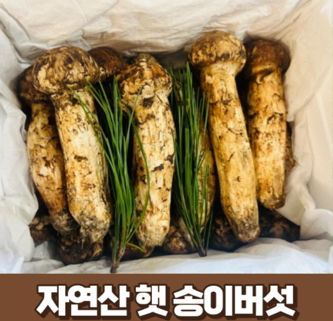 [최고급] 자연산 냉동 송이버섯 500g 1kg 국산 산지 직송 생 송이버섯 국내산 명절 추석 부모님 선물세트 (선물박스+황금보자기), 1개, 500g (정지품-3등품)