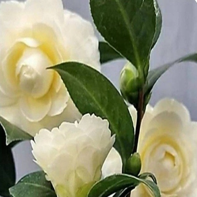 다로니카 동백(꽃이피면 잘만들어진 꽃처럼 이뼈요) 높이30~50cm