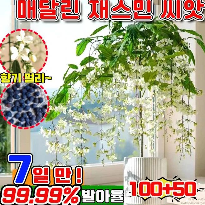 빠른 배송 100/200 행인 자스민 쟈스민 꽃나무 향기로운 재스민 강렬한 향의 매달린 재스민 씨앗 초높은 발아율 향기가 멀리 재스민 사은품 랜덤 증정, 150개 - 쿠팡