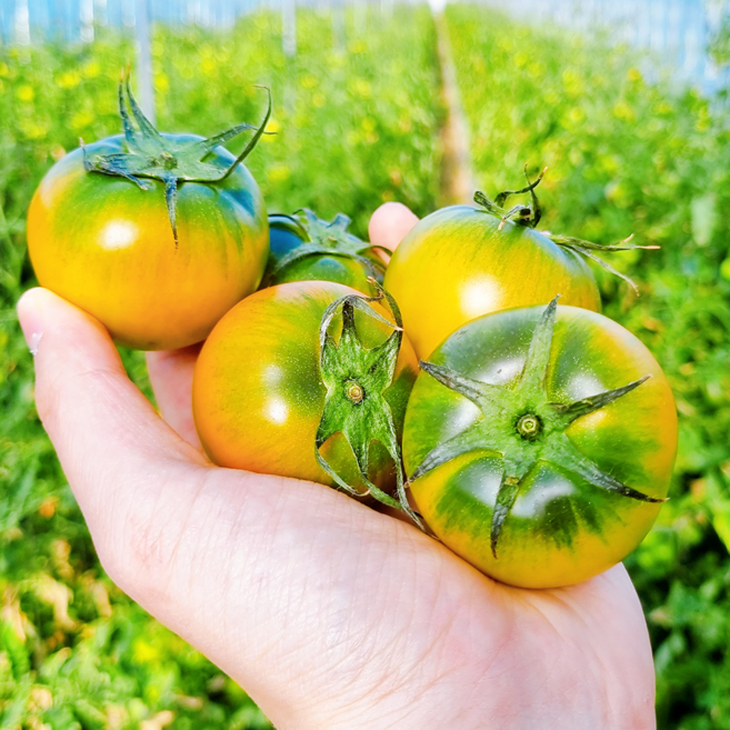 대저토마토 못난이 당일수확 산지직송 짭짤이, 1개, 2.5kg (대저토마토)