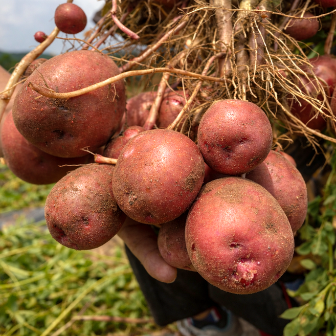 프리미엄 국내산 26년 햇 홍감자 포슬포슬 카스테라 감자 (대), 1박스, 1.5kg