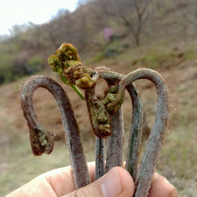 생고사리 지리산 고산지의 제철 햇 고사리, 5kg, 1박스