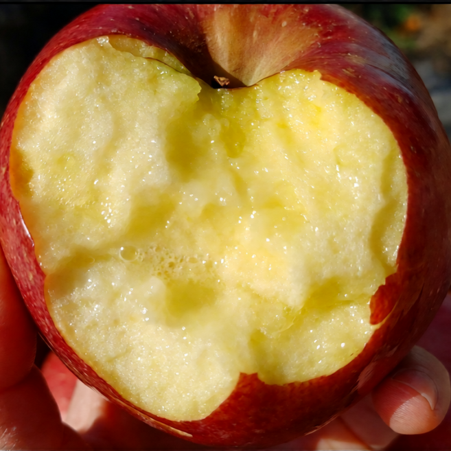 [작년판매1위] 초초특가 고당도 가정용 부사사과, 1박스, 2kg