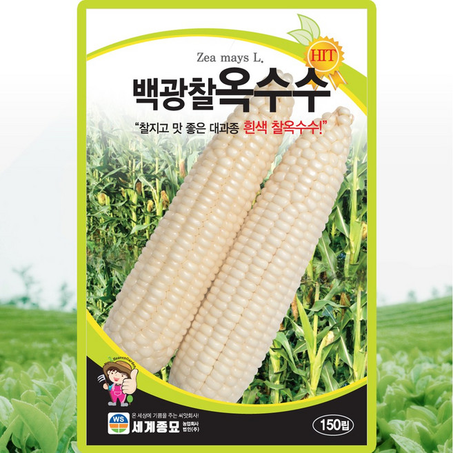 백광찰옥수수 150립 / 옥수수씨앗 찰옥수수씨 종자 주말농장 베란다텃밭, 1개