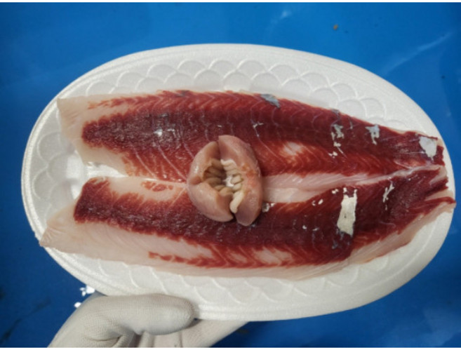 자연산 숭어회-필렛500g(숭어밤 포함), 1개