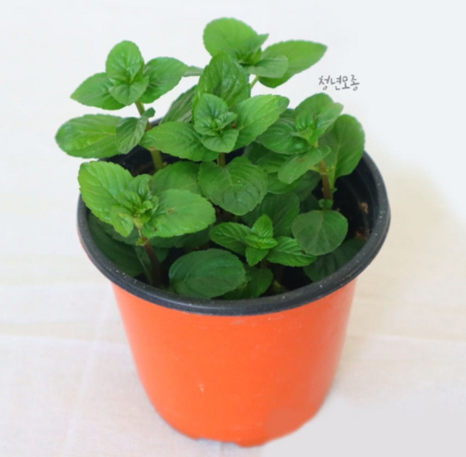 페퍼민트 모종 10cm 포트 허브 화분 키우기 식용 텃밭, 1개