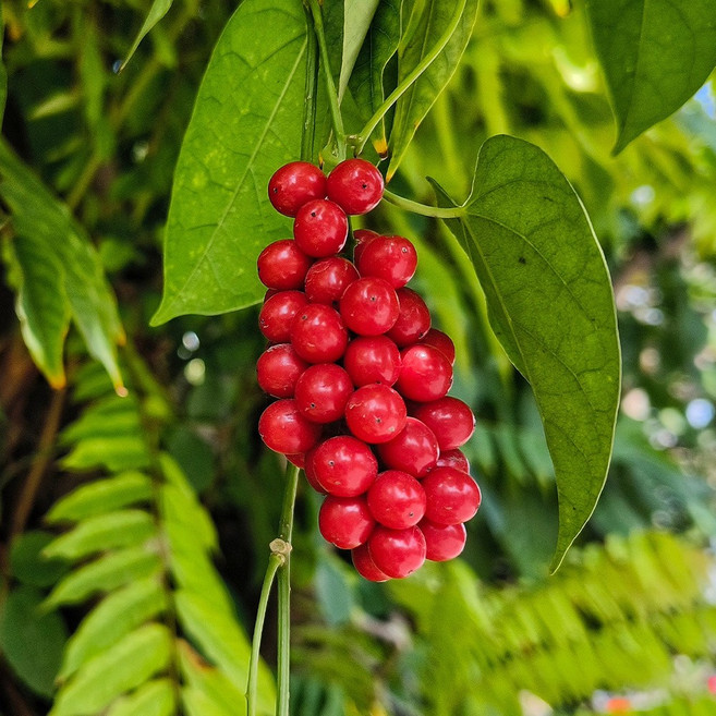 [충북농원] 오미자나무 묘목 - 실생묘포트묘, 실생/2년생/5주1묶음, 1개