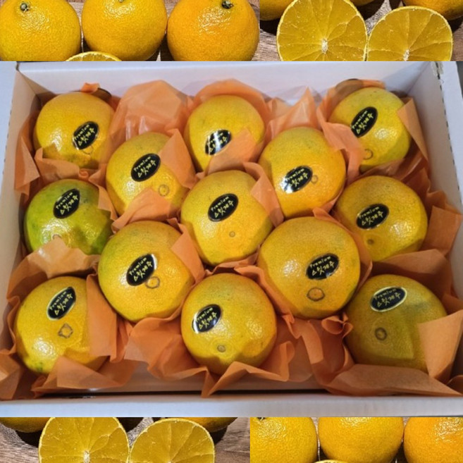 제주 노지 황금향 선물세트 제철과일 2.5kg 4.5kg, 1박스, 중과 2.5kg
