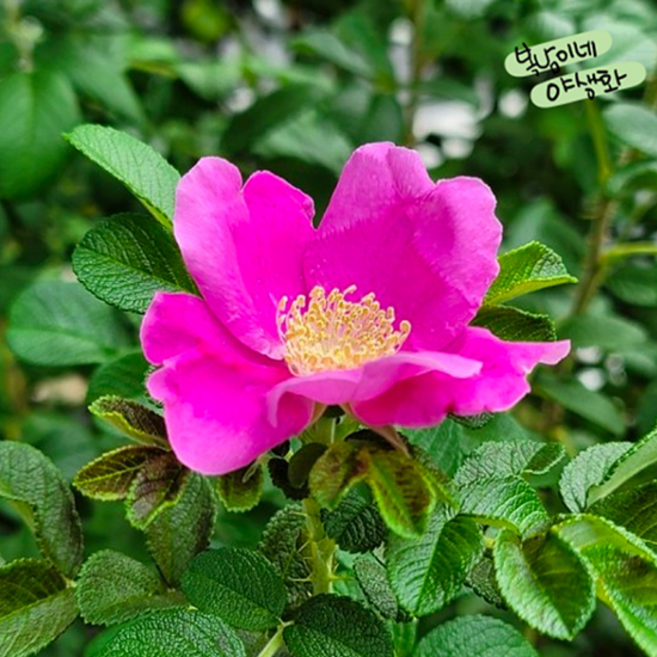 해당화 [4개 복남이네야생화 모종 꽃나무 토종식물 토종장미 야생장미 rose], 1개