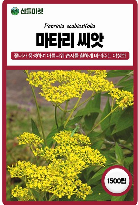 아람종묘 마타리 씨앗 1500립 마타리 꽃씨 야생화 약초 종자, 1개