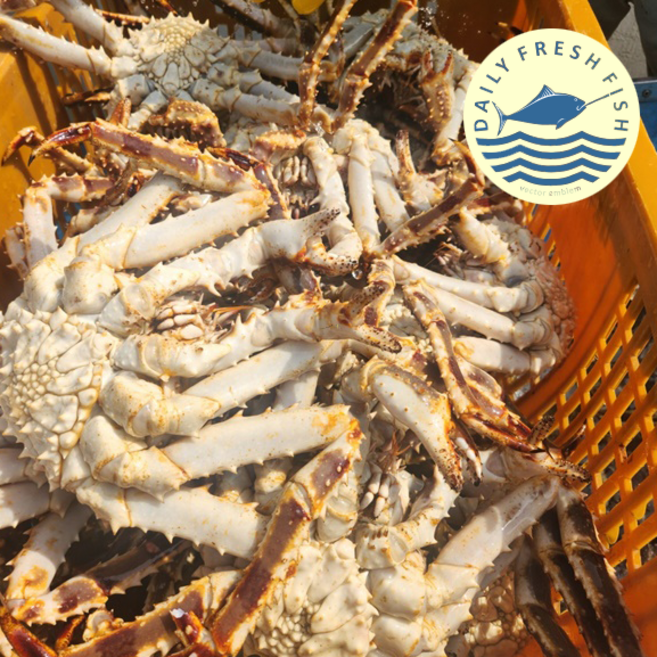 씹을수록 차오르는 깊은 단맛 북해도 레드 킹크랩, 1박스, (자숙) 레드 킹크랩 1마리 (약 1kg)