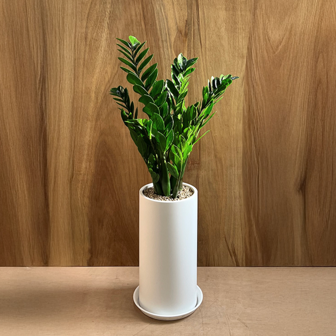 (리본+받침대 증정+서울 경기 당일배송) 알레스구테 개업 집들이 승진 취임 축하 화분 거실 인테리어 사무실 이전 병원 카페 개업식 공기정화 식물, 1개, 03. 금전수