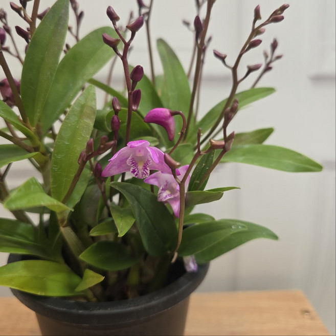 향기나는 긴기아난 깅기아난 붉은톤 건돌이, 1개, 기본