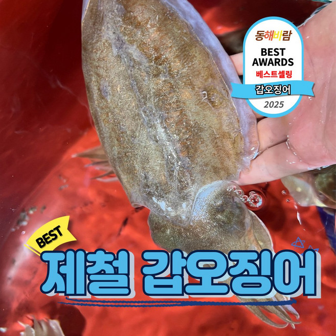 자연산 제철 갑오징어, 1개, 특대 갑오징어 2미 (총중량 1-1.2kg)